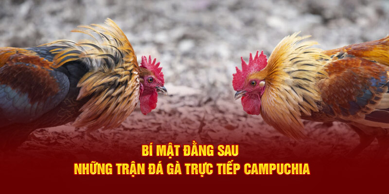 Bí mật đằng sau những trận đá gà trực tiếp Campuchia