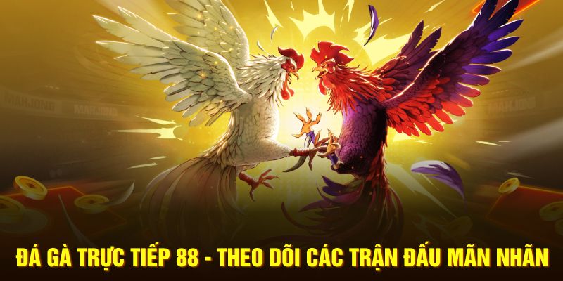 Đá Gà Trực Tiếp 88 - Cơ Hội Theo Dõi Các Trận Đấu Mãn Nhãn