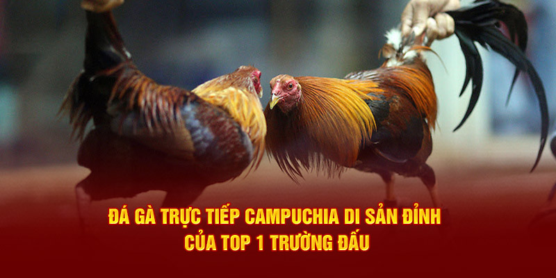 Đá Gà Trực Tiếp Campuchia