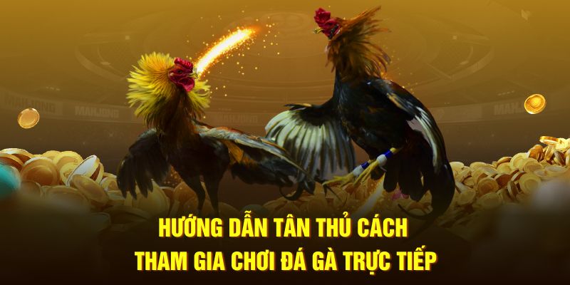 Hướng dẫn tân thủ cách tham gia chơi đá gà trực tiếp