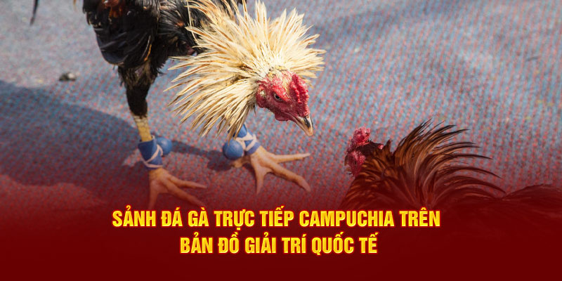 Sảnh đá gà trực tiếp Campuchia trên bản đồ giải trí quốc tế