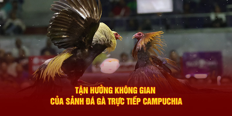 Tận hưởng không gian của sảnh đá gà trực tiếp Campuchia